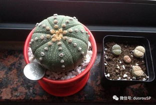 生石花幼苗出土后的前15天：生死线