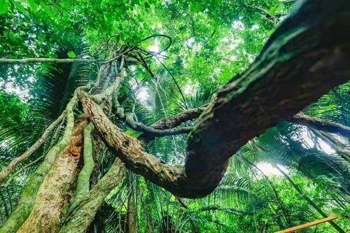 霸王防脱洗发水辨别真假：堪标志、堪包装、闻香味