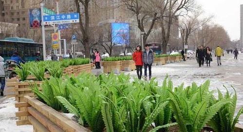 吉林街头绿化新招：油麦菜假花点缀