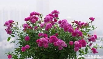 阳台上的小花匠：揭秘非洲重瓣凤仙花