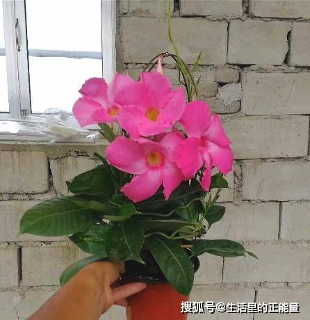 一、 塑料袋的妙用：既是杀手又是保镖