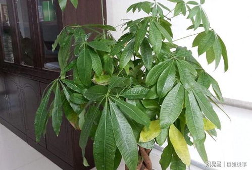 原因一：光照不足