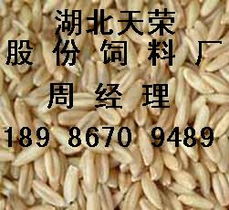 小麦和玉米哪种更适合作为饲料原料？
