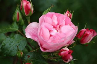 芜湖市树：樟树还是广玉兰？