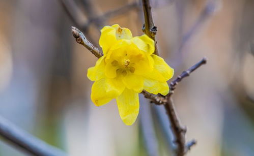 梅花与诗歌的结合