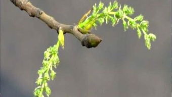 木兰芽的神秘身份