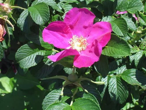 花瓣层层叠叠：流星雨月季