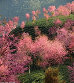 七月花开， 湖南美景如画