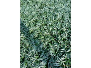 春季种植玉龙草的奇妙之旅