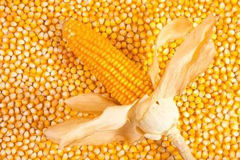 高粱替代玉米做饲料成本高吗？养殖户如何科学配比？