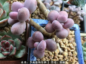 多肉分苗，如何种植新生命