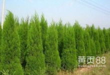 春季是个好时节，柏树移栽正当时