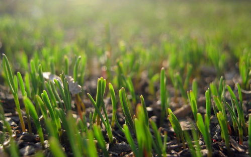 早熟禾：耐寒耐旱， 春季种植佳选