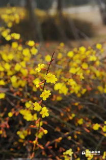 花海盛宴：鲁信和璧花园