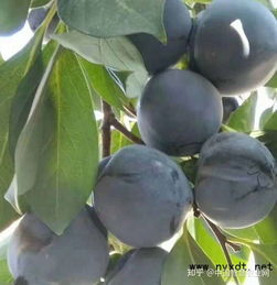 北方植物冬季防寒，那些花儿如何过冬？