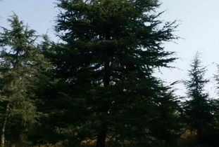 雪松繁殖大揭秘：是种子还是无性？