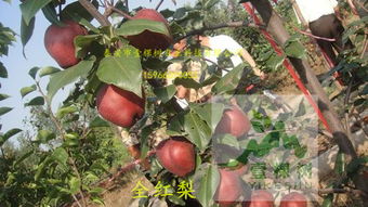 百香果树苗价格受哪些品种特性和栽培要点影响