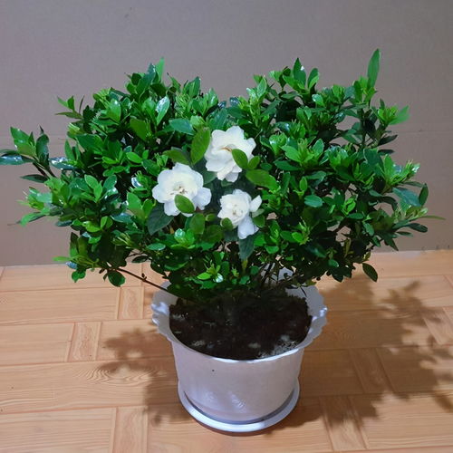 槐花养护的秘诀，你get了吗？