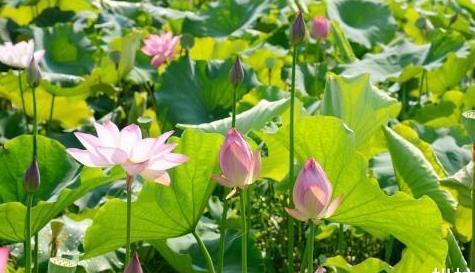 荷花的观赏价值