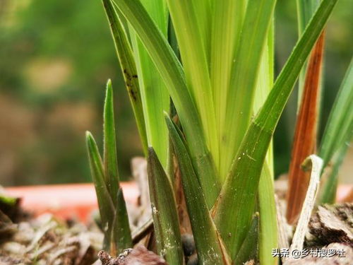 兰花施肥促新芽，如何选择合适的肥料
