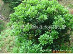 白色花卉的魅力，你了解多少？