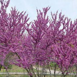 紫荆花的种植与养护