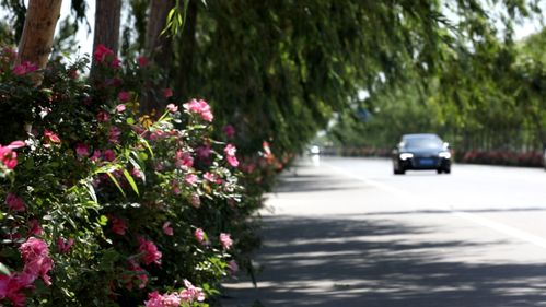 一朵朵、 一簇簇，美不胜收