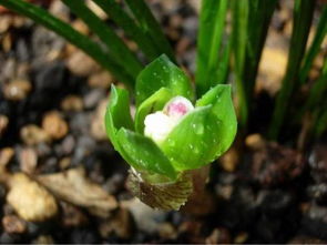 兰花种植时先泡多菌灵还是生根粉？多菌灵和生根粉可以一起兑水使用吗？