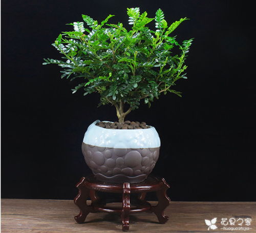 清香木养护管理有哪些具体技巧和注意事项