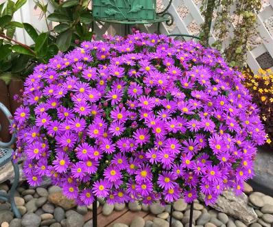 七八月种花，选对品种是关键