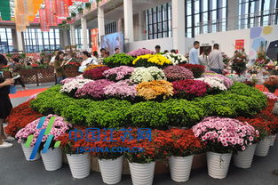花木节盛况，特色花卉品种大揭秘！