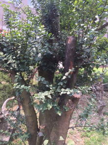 铁树的传奇故事