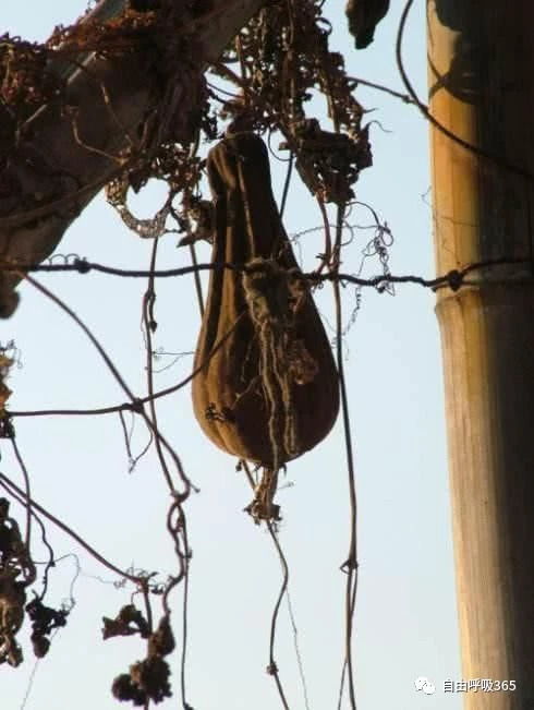 四、 葵花籽脱粒机：自行车轱辘变神器