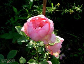 花儿的秘密：博斯科贝尔月季的花期大揭秘