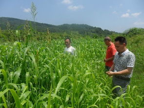 优化牧草混播，兼顾生长速度与抗逆性