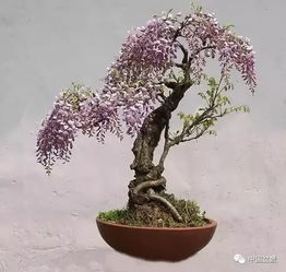 紫藤盆景， 造型多种多样
