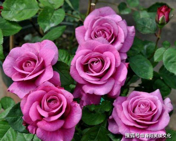 蓝色阴雨月季，绽放的秘密就在这里！