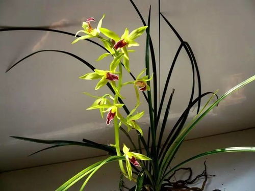 金玉兰花的养护重点