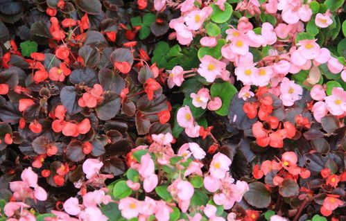 四季海棠种植时如何根据不同季节调整光照和浇水