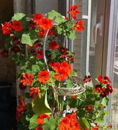 旱金莲种植最佳时间：春季播种，抢鲜绽放！