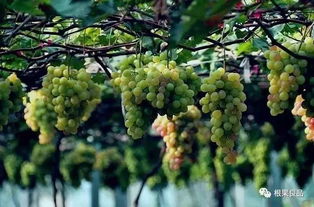 葡萄：避雨棚里的甘露