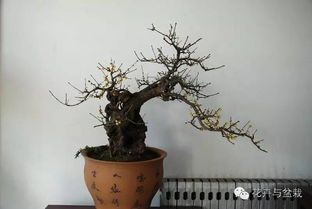 制作腊梅盆景的第一步