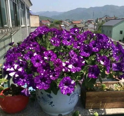 阳台养花攻略：四种花儿让你四季花开不败