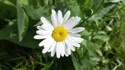 庭院种植除虫菊，嫩否彻底驱蚊？揭秘三大种植方案效果