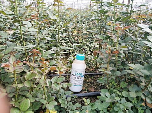 生长周期：岁月沉淀，价值倍增