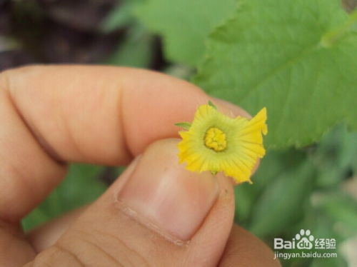 冰糖樱的授粉方式：揭秘花粉传播与自花授粉之谜