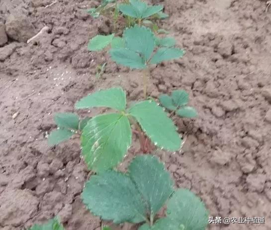 葡萄灌溉管理中，如何根据不同生长阶段合理浇水