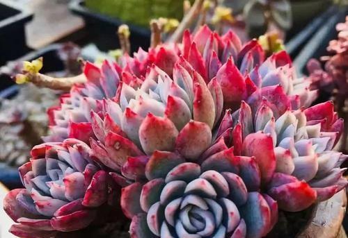 正确Zuo法：温度控制是关键