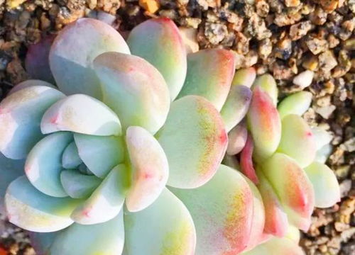 冰玉多肉养护攻略：轻松掌握冰玉多肉养护技巧