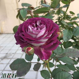 今天我们藤本月季网为大家介绍哈德斯菲尔德合唱团月季的优缺点。